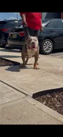 Trophy, a male American Bully for sale in Atlanta, GA – 4 of 5