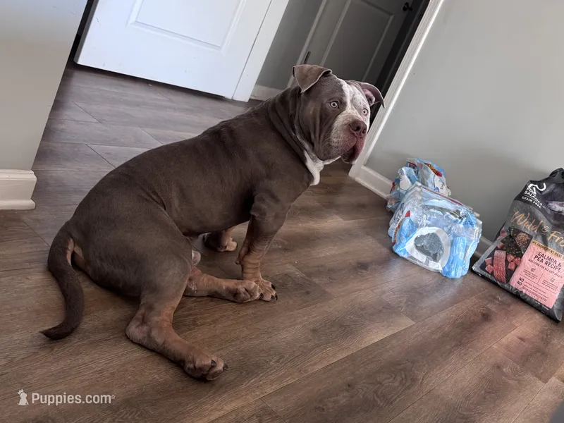 Trophy – American Bully puppy for sale in Atlanta, GA