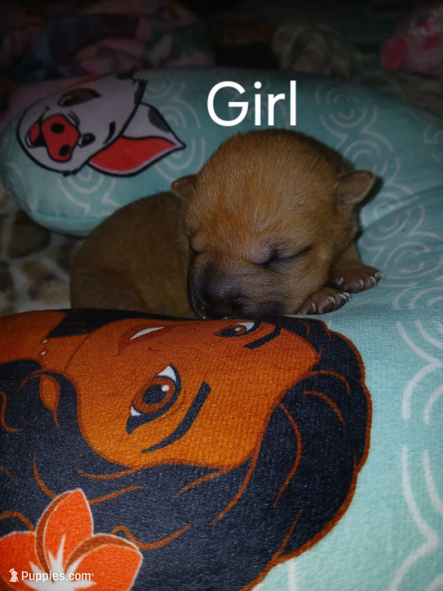 Hazel – Chinese Shar-Pei puppy for sale in Rocky Mount, VA