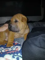 Twix, a male Chinese Shar-Pei for sale in Rocky Mount, VA – 2 of 4