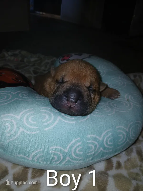 Almond – Chinese Shar-Pei puppy for sale in Rocky Mount, VA