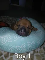 Almond, a male Chinese Shar-Pei for sale in Rocky Mount, VA – Photo 1 of 2