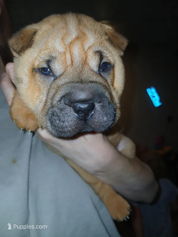 Almond – Chinese Shar-Pei puppy for sale in Rocky Mount, VA
