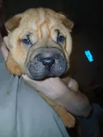 Almond, a male Chinese Shar-Pei for sale in Rocky Mount, VA – 1 of 1