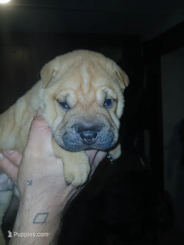 Almond – Chinese Shar-Pei puppy for sale in Rocky Mount, VA