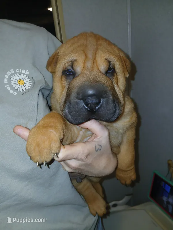 Twix – Chinese Shar-Pei puppy for sale in Rocky Mount, VA
