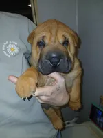 Twix, a male Chinese Shar-Pei for sale in Rocky Mount, VA – 1 of 4