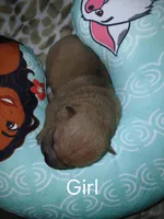 Hazel, a female Chinese Shar-Pei for sale in Rocky Mount, VA – Photo 2 of 2