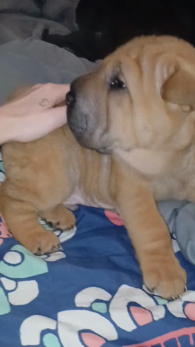 Twix, a male Chinese Shar-Pei for sale in Rocky Mount, VA – 3 of 4