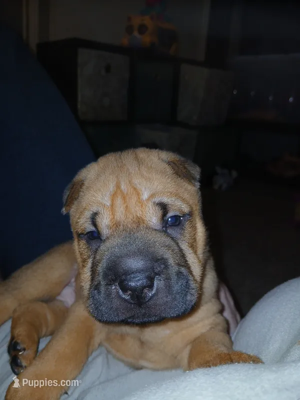 Brownie – Chinese Shar-Pei puppy for sale in Rocky Mount, VA