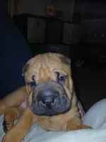 Brownie, a male Chinese Shar-Pei for sale in Rocky Mount, VA – 1 of 1