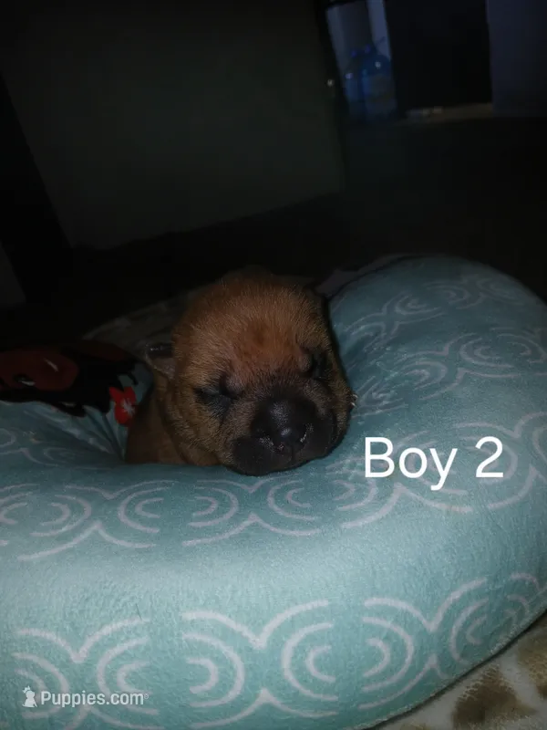 Twix – Chinese Shar-Pei puppy for sale in Rocky Mount, VA