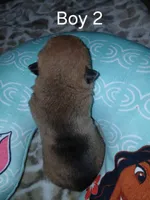 Twix, a male Chinese Shar-Pei for sale in Rocky Mount, VA – Photo 2 of 2