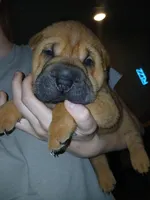 Twix, a male Chinese Shar-Pei for sale in Rocky Mount, VA – 4 of 4
