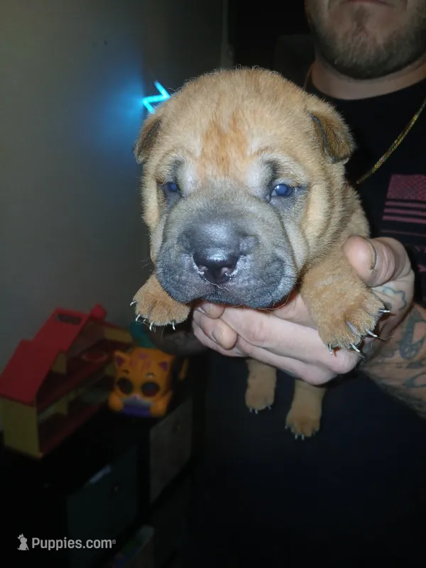 Twix – Chinese Shar-Pei puppy for sale in Rocky Mount, VA