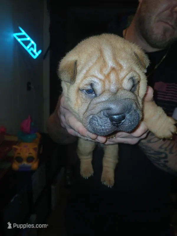 Brownie – Chinese Shar-Pei puppy for sale in Rocky Mount, VA