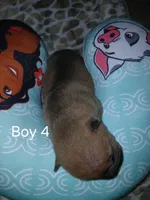 Brownie, a male Chinese Shar-Pei for sale in Rocky Mount, VA – Photo 2 of 2