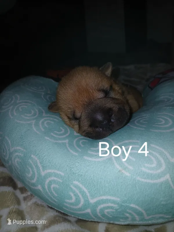 Brownie – Chinese Shar-Pei puppy for sale in Rocky Mount, VA