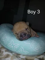 Hershey, a male Chinese Shar-Pei for sale in Rocky Mount, VA – Photo 1 of 2