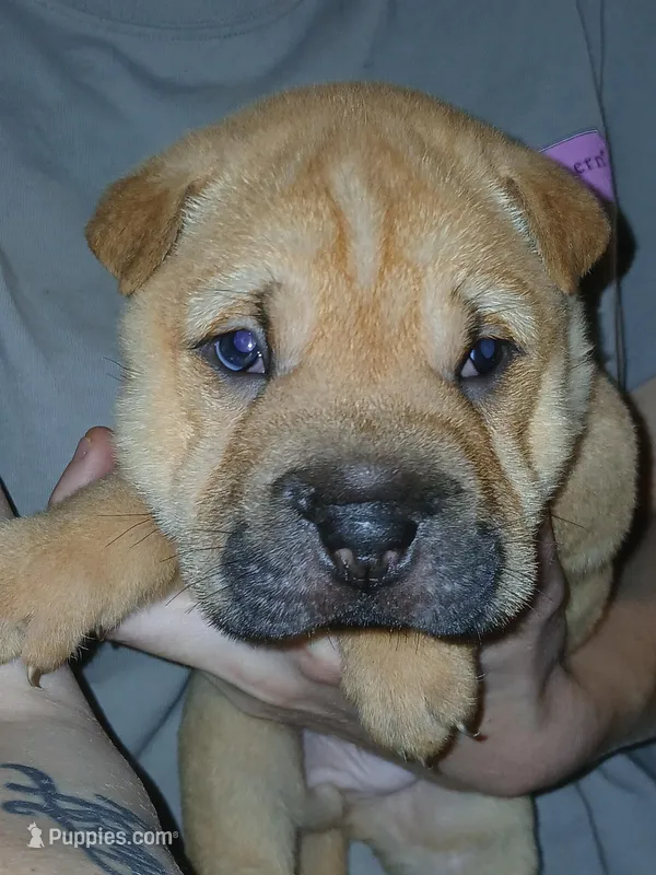 Hershey – Chinese Shar-Pei puppy for sale in Rocky Mount, VA