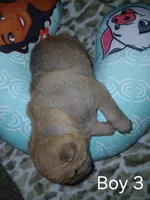 Hershey, a male Chinese Shar-Pei for sale in Rocky Mount, VA – Photo 2 of 2