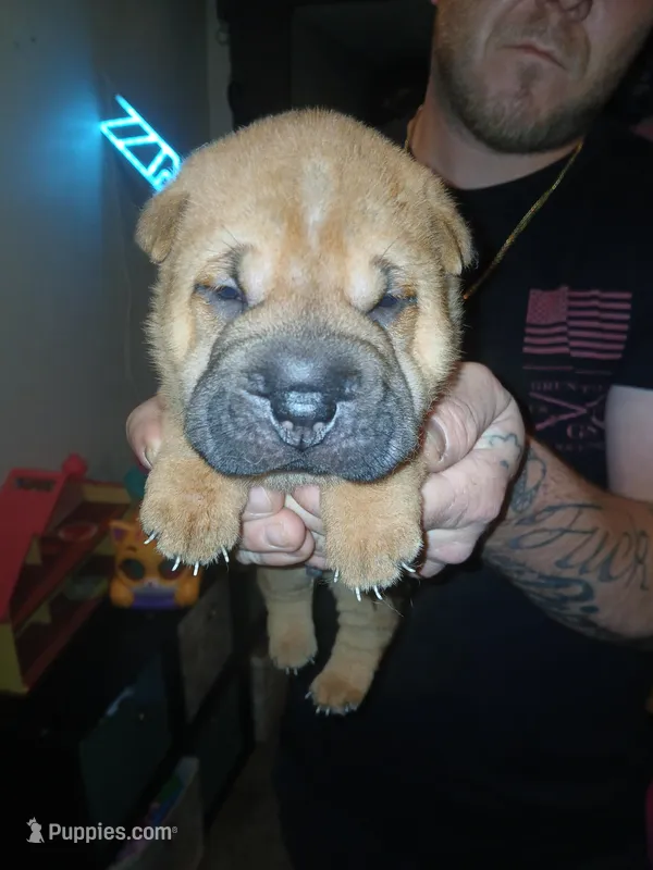 Hershey – Chinese Shar-Pei puppy for sale in Rocky Mount, VA