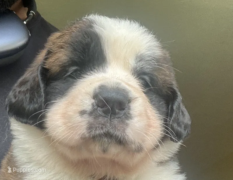 Girl 3 – Saint Bernard puppy for sale in Cleveland Heights, OH