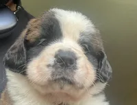 Girl 3, a female Saint Bernard for sale in Cleveland Heights, OH – 1 of 1
