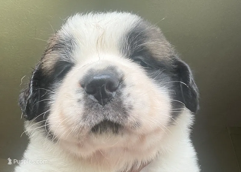 Boy 1 – Saint Bernard puppy for sale in Cleveland Heights, OH