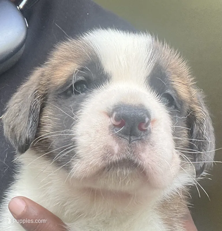 Girl 4 – Saint Bernard puppy for sale in Cleveland Heights, OH