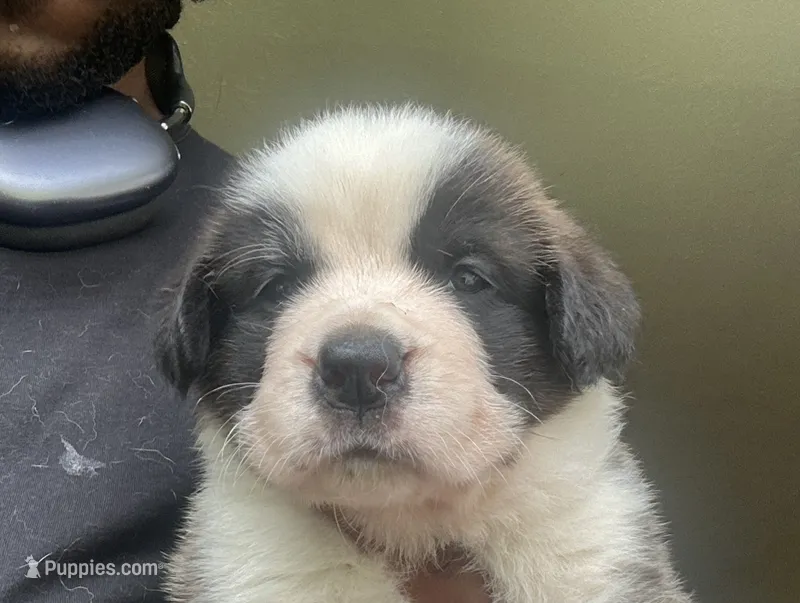 Girl 1 – Saint Bernard puppy for sale in Cleveland Heights, OH