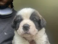 Girl 1, a female Saint Bernard for sale in Cleveland Heights, OH – 1 of 1