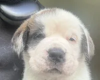 Girl 5, a female Saint Bernard for sale in Cleveland Heights, OH – 1 of 1