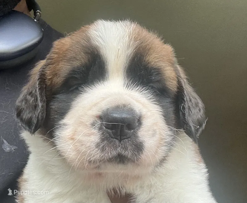 Girl 2 – Saint Bernard puppy for sale in Cleveland Heights, OH