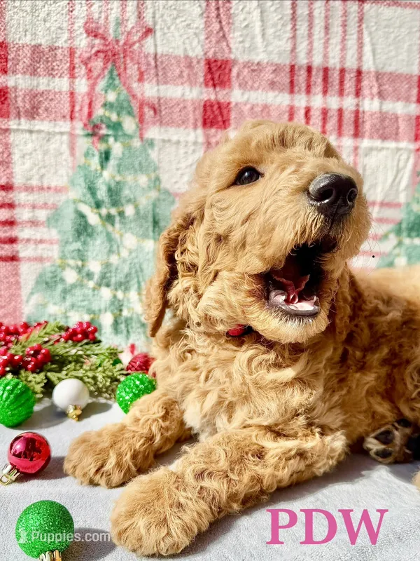 Pink Collar Female – Goldendoodle puppy for sale in Conway, SC
