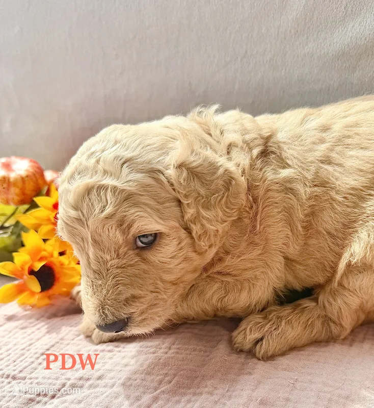Red Collar Female – Goldendoodle puppy for sale in Conway, SC