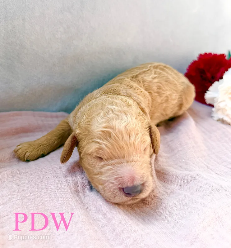 Pink Collar Female – Goldendoodle puppy for sale in Conway, SC