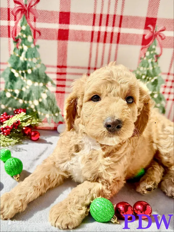 Purple Collar Female – Goldendoodle puppy for sale in Conway, SC