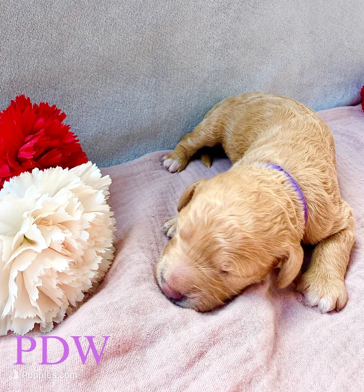 Purple Collar Female – Goldendoodle puppy for sale in Conway, SC
