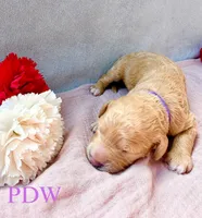 Purple Collar Female, a female Goldendoodle for sale in Conway, SC – 1 of 4
