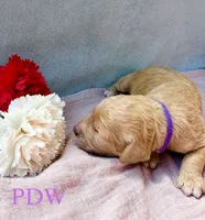 Purple Collar Female, a female Goldendoodle for sale in Conway, SC – 3 of 4