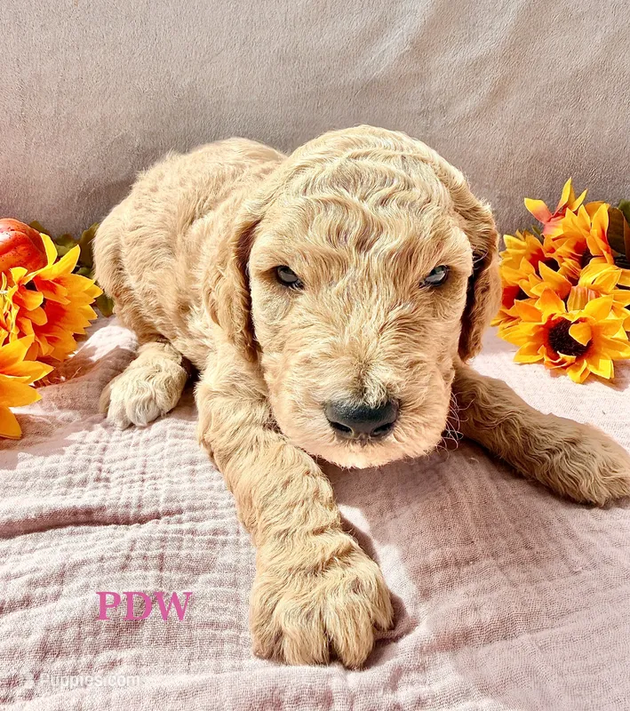 Pink Collar Female – Goldendoodle puppy for sale in Conway, SC