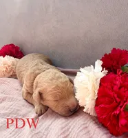Red Collar Female, a female Goldendoodle for sale in Conway, SC – 3 of 4