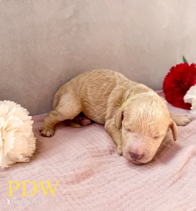 Yellow Collar Female – Goldendoodle puppy for sale in Conway, SC