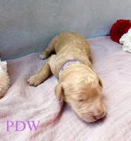 Purple Collar Female, a female Goldendoodle for sale in Conway, SC – 2 of 4