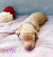 Purple Collar Female, a female Goldendoodle for sale in Conway, SC – 4 of 4