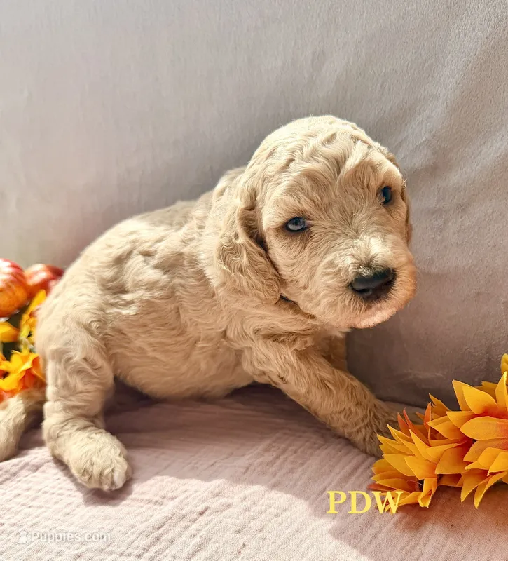 Yellow Collar Female – Goldendoodle puppy for sale in Conway, SC