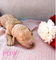 Pink Collar Female, a female Goldendoodle for sale in Conway, SC – 2 of 4