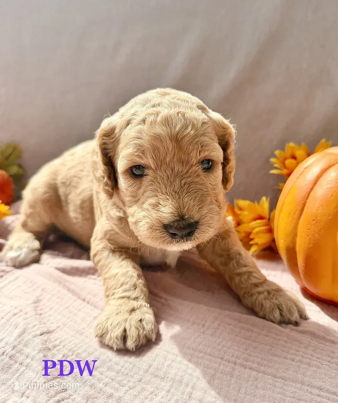 Purple Collar Female – Goldendoodle puppy for sale in Conway, SC