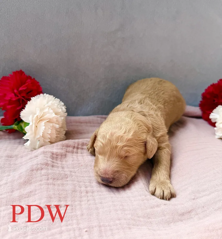 Red Collar Female – Goldendoodle puppy for sale in Conway, SC